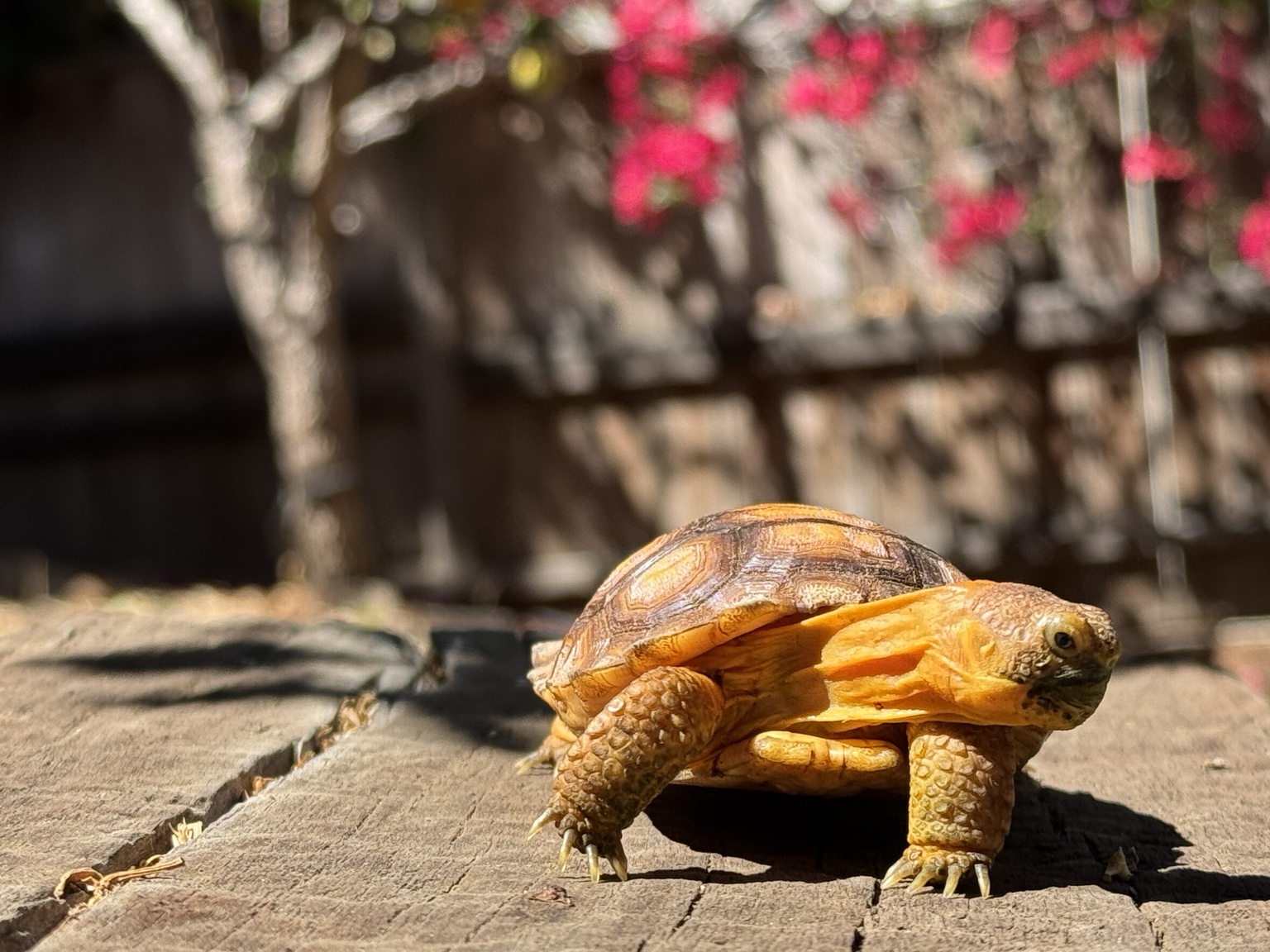 Jack the tortoise